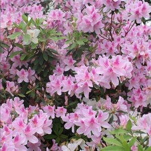 Meet your Posher, Maddie